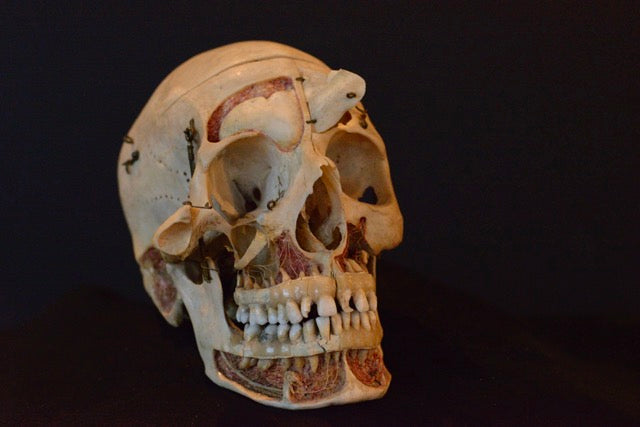 Authentic Human Skull Dissection