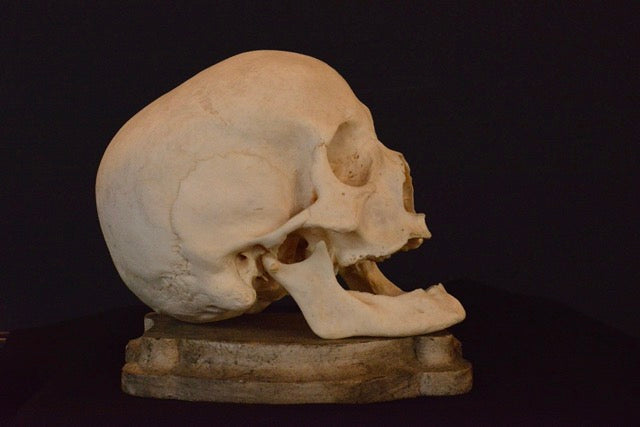 Uncut Geriatric Skull H1