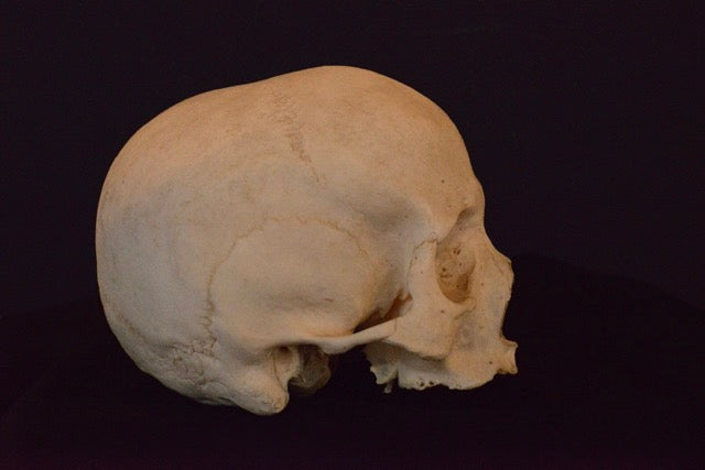 Uncut Geriatric Skull H1