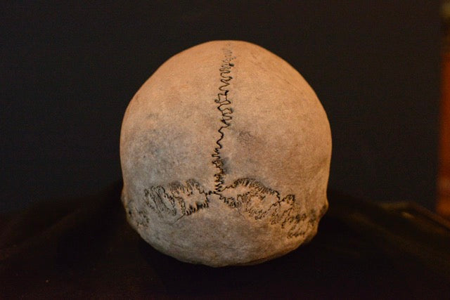 Uncut Skull H7_Double Suture Marks