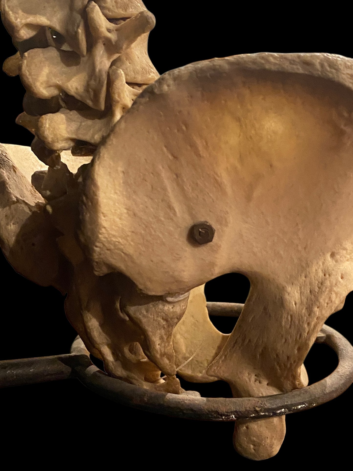 Human Vertebrae with Pelvic Bone