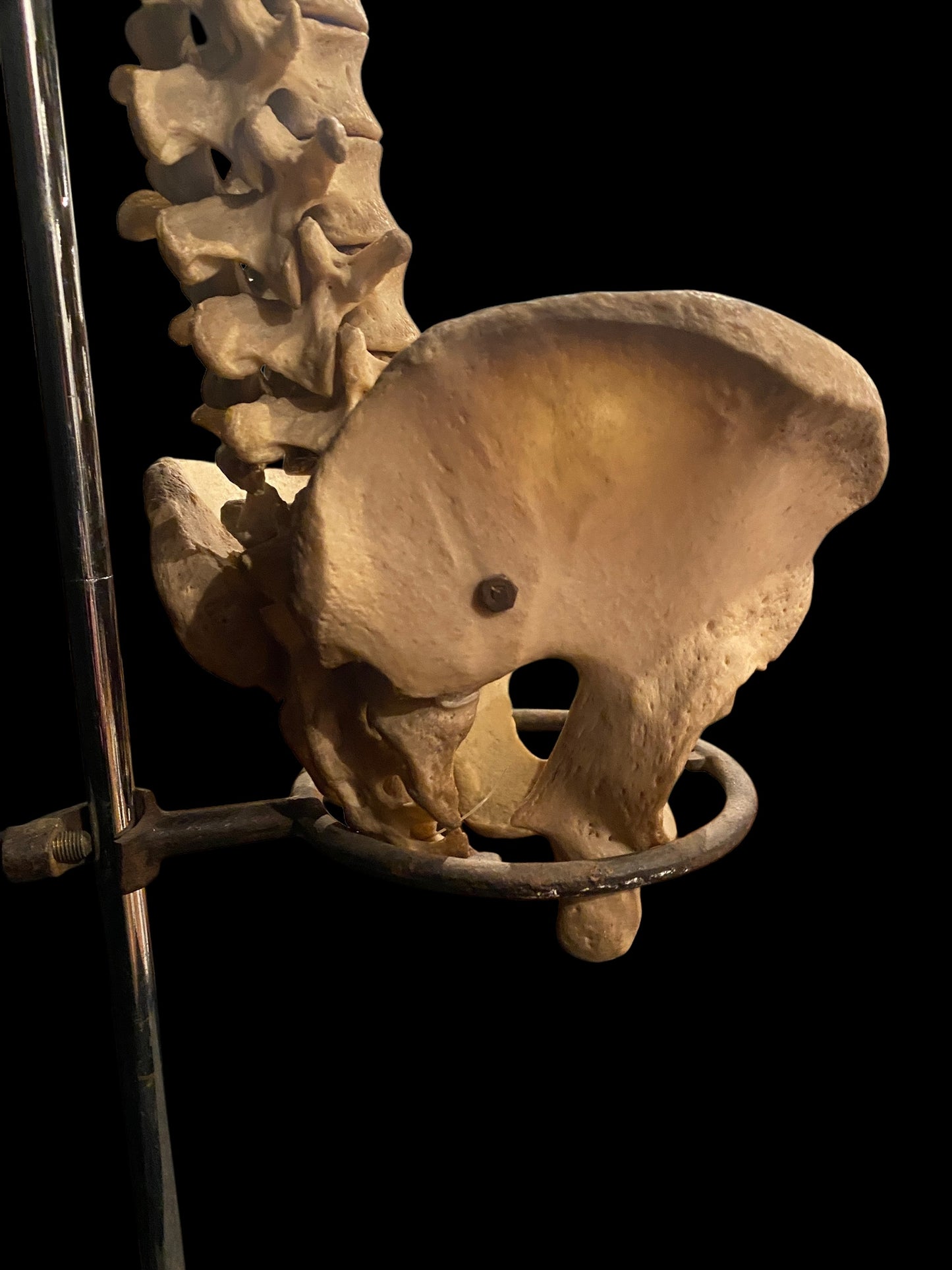 Human Vertebrae with Pelvic Bone