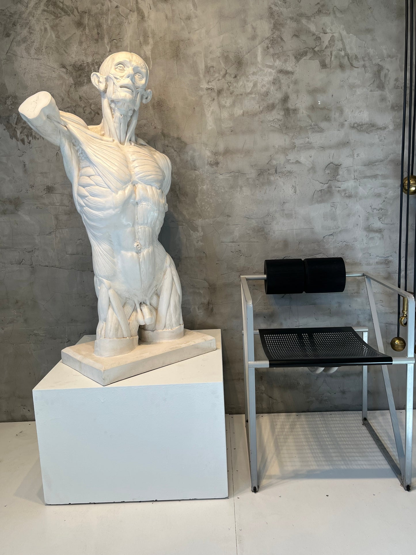 Écorché Anatomical Male Figure