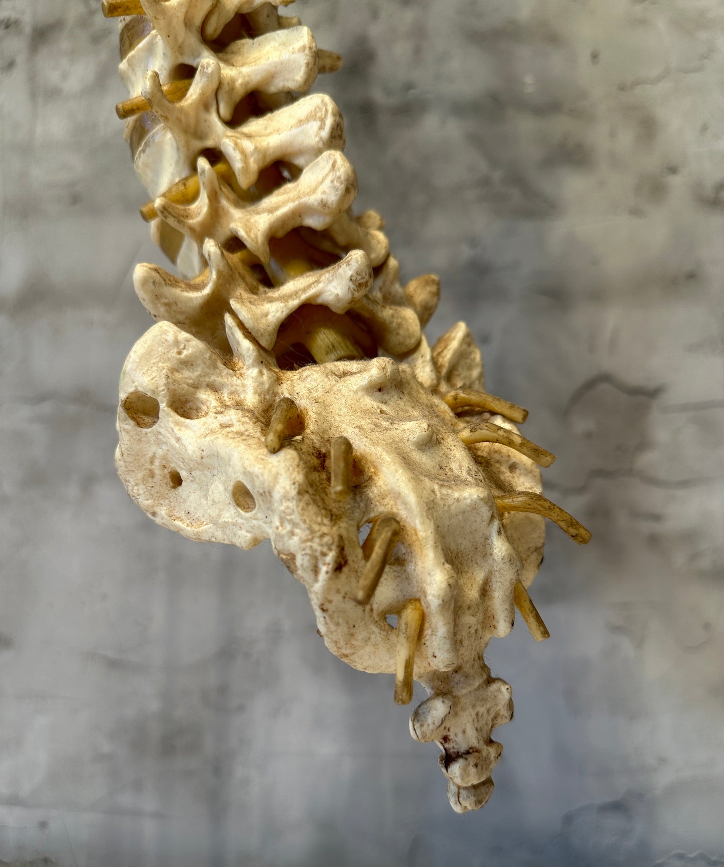 Vintage Life Size Spine/Vertebrae Model