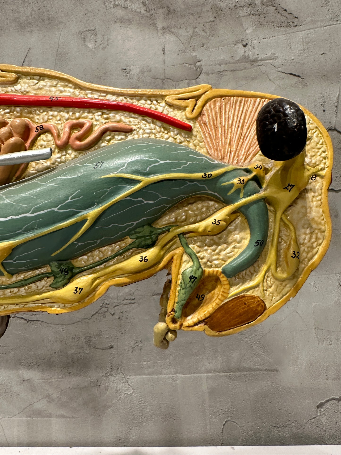 Rare Vintage Anatomical Grasshopper Model