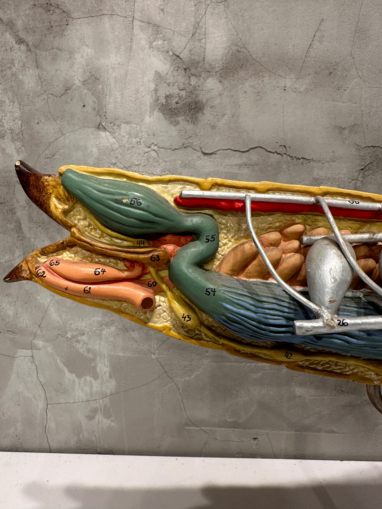 Rare Vintage Anatomical Grasshopper Model