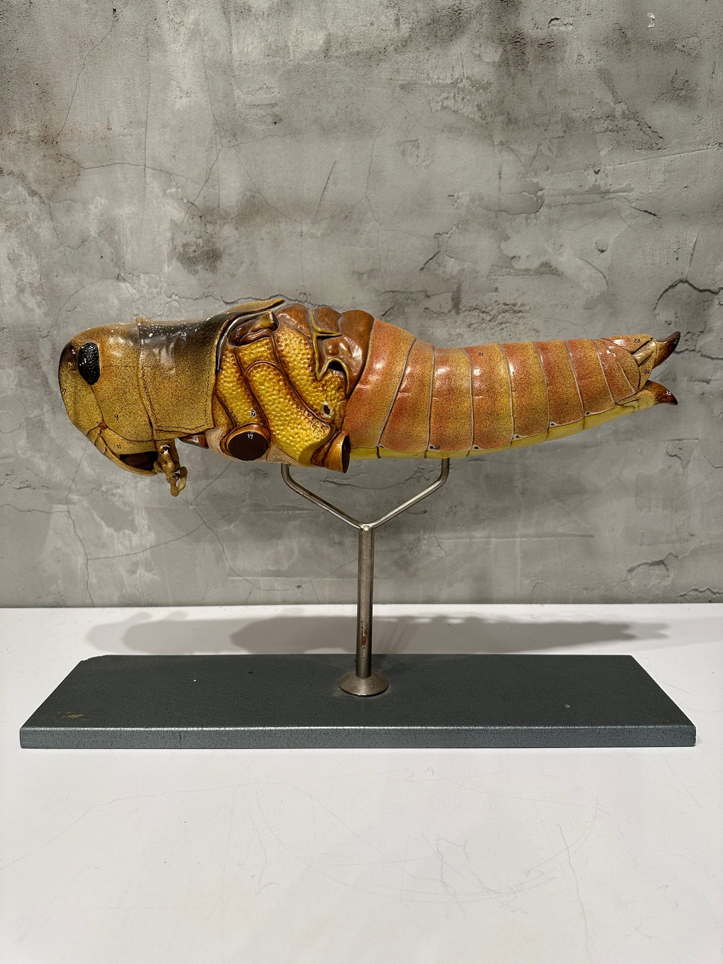 Rare Vintage Anatomical Grasshopper Model