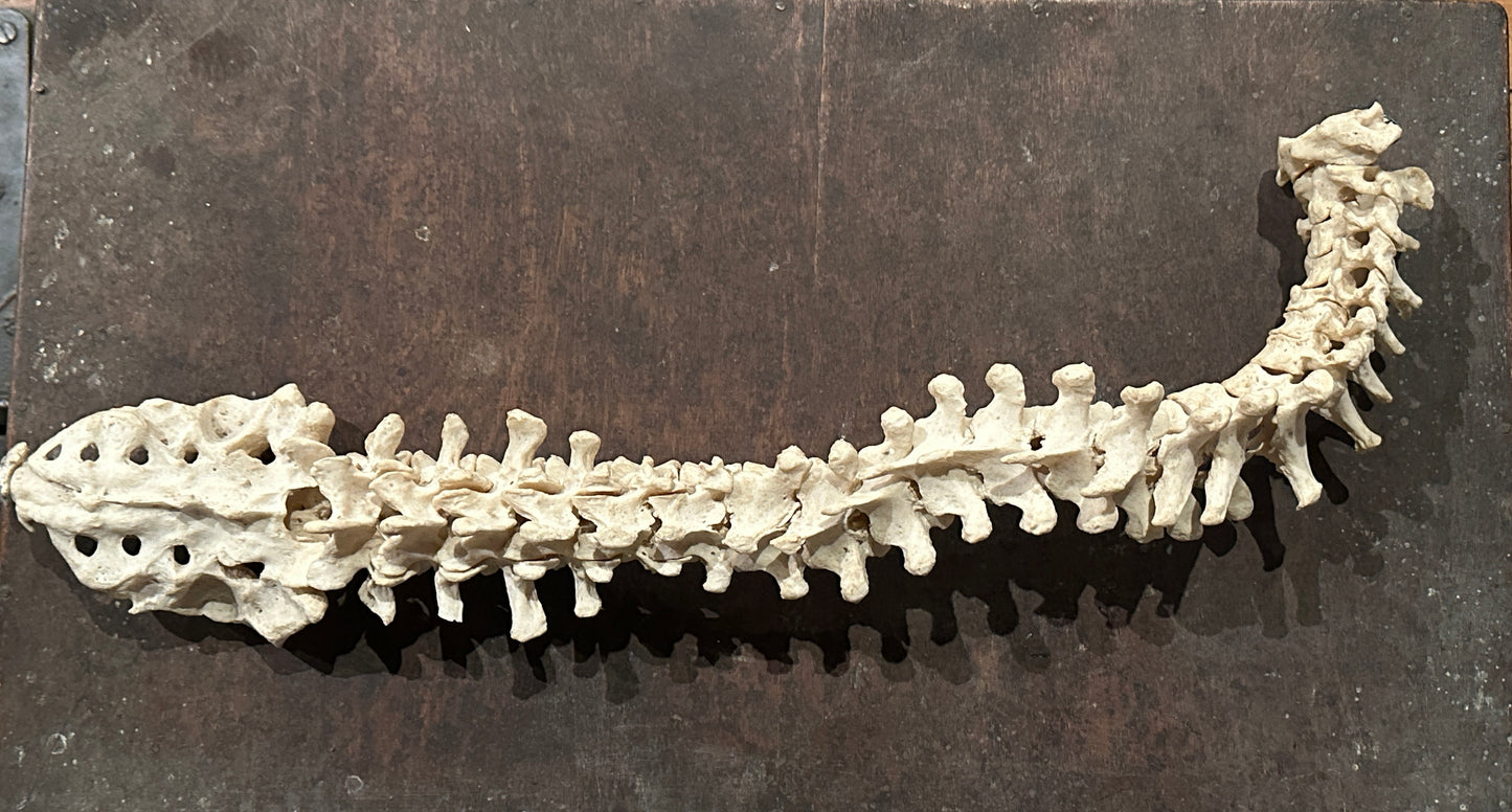 Human Vertabrae Column with Sacrum