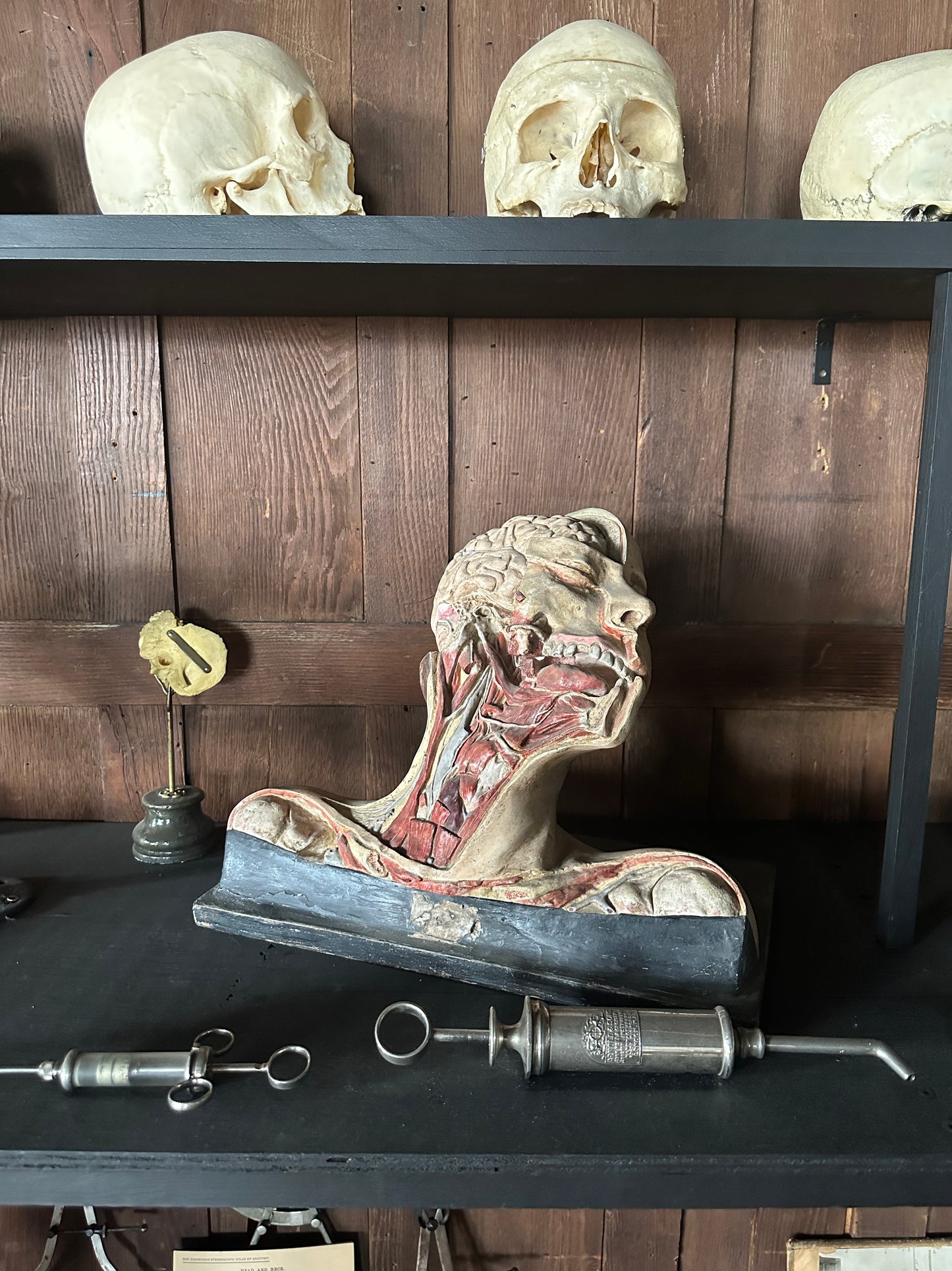Vintage Anatomical Medical Teaching Model