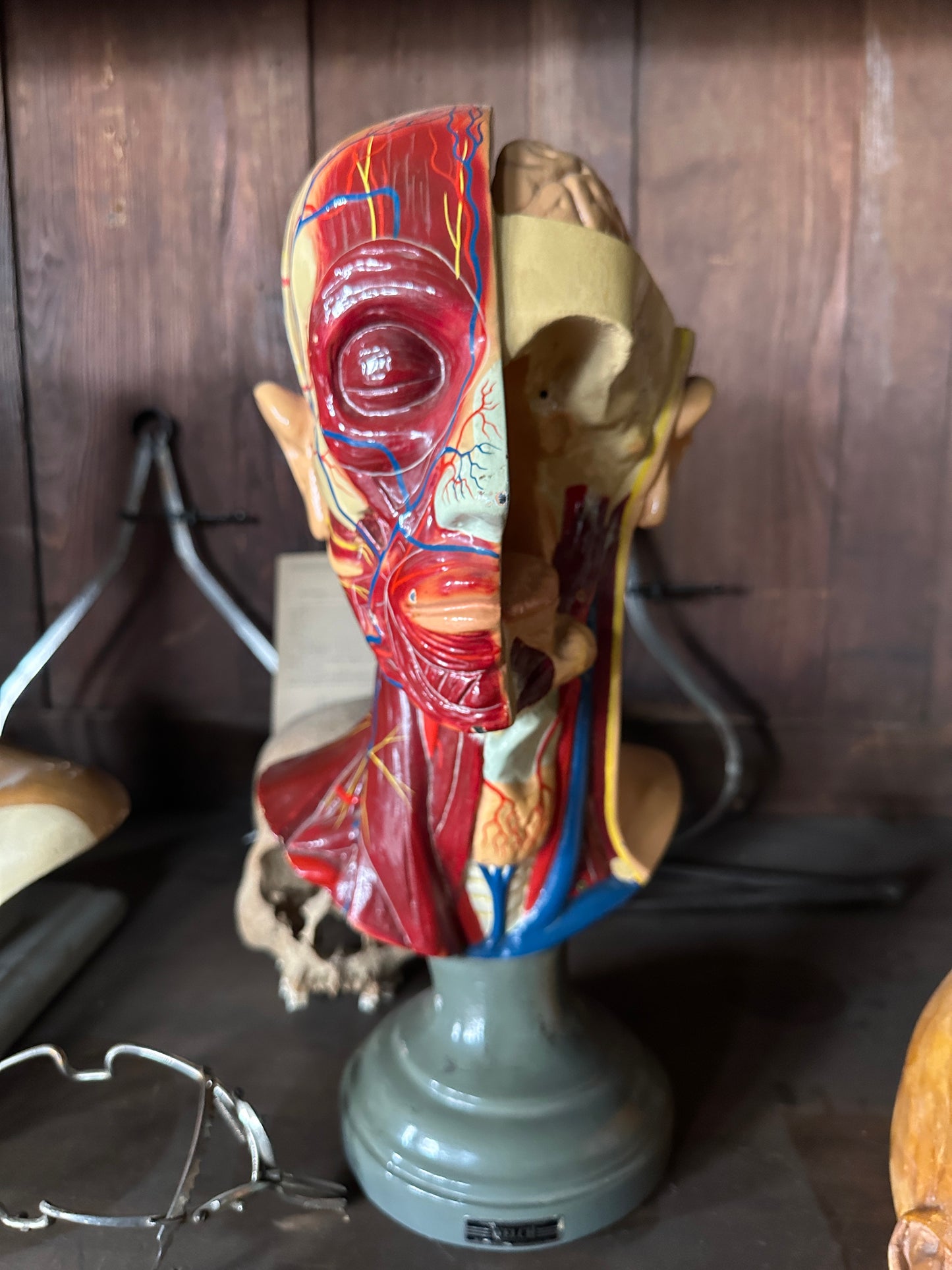 Vintage Anatomical Educational Model: Head