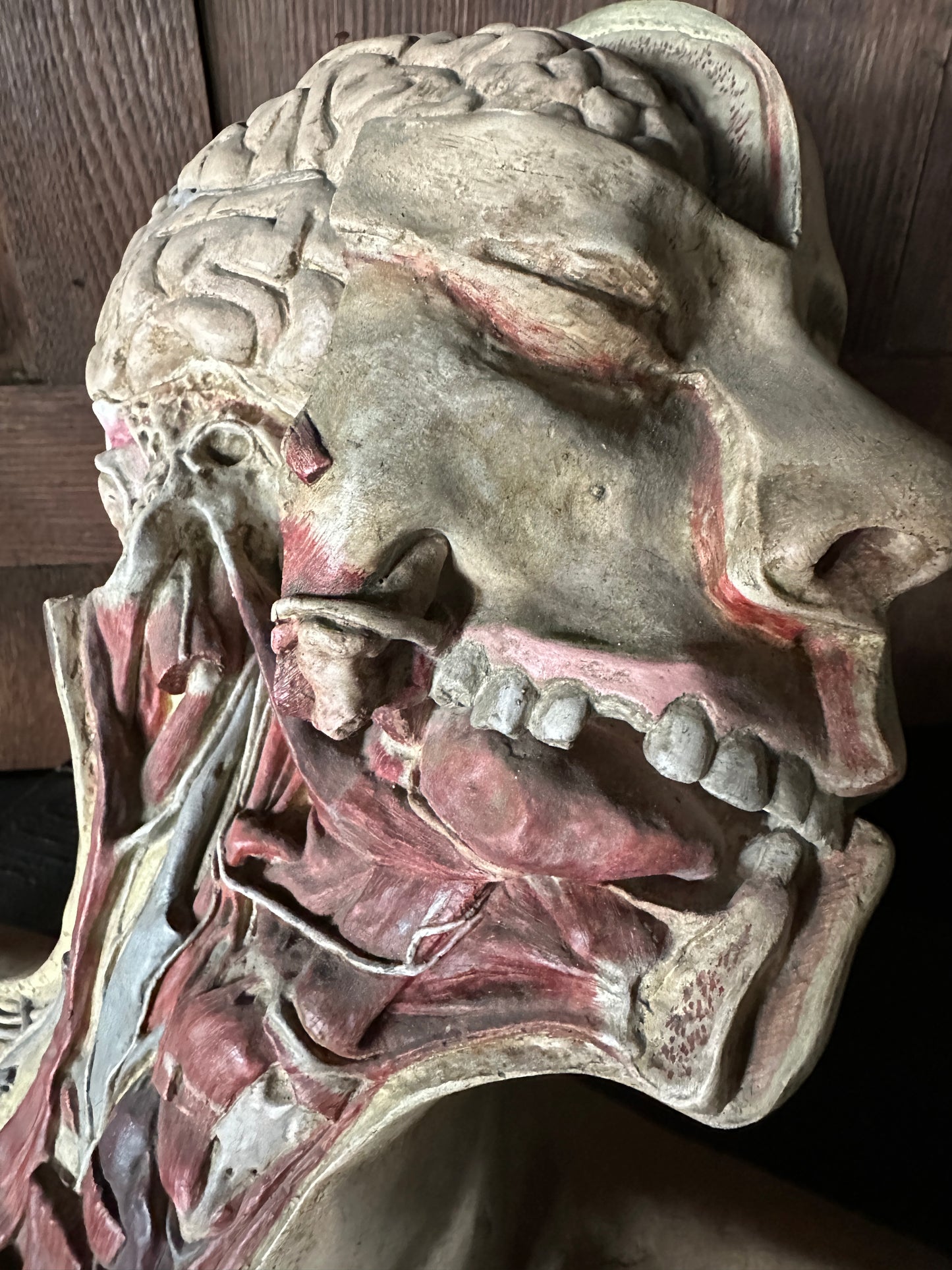 Vintage Anatomical Medical Teaching Model