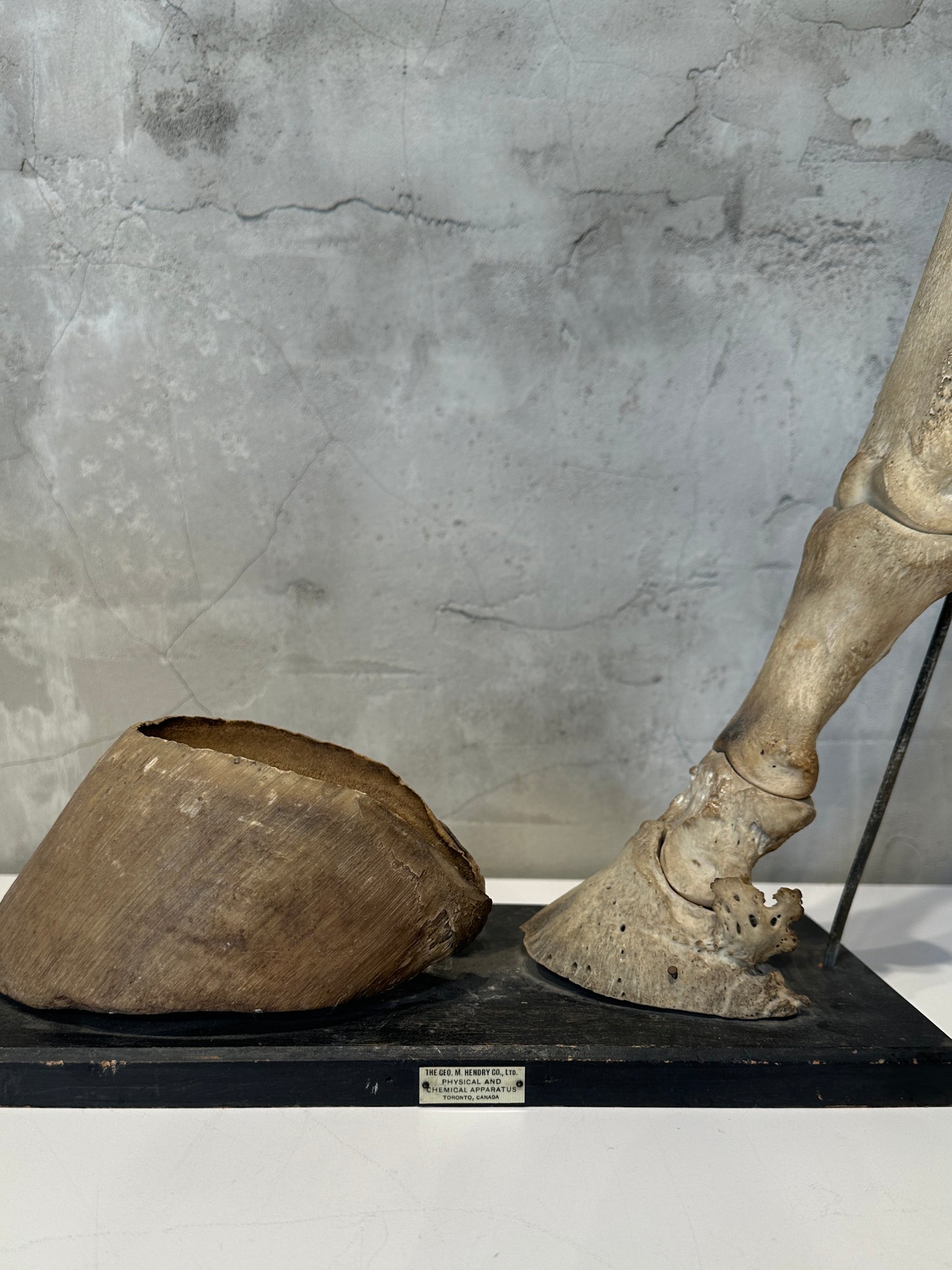 Articulated Educational Horse Leg Model