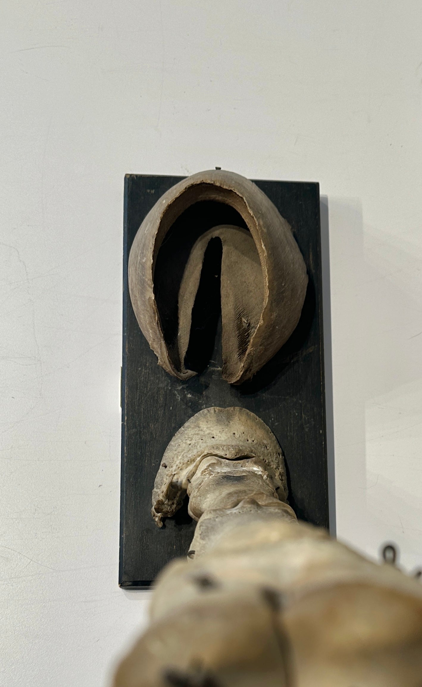 Articulated Educational Horse Leg Model