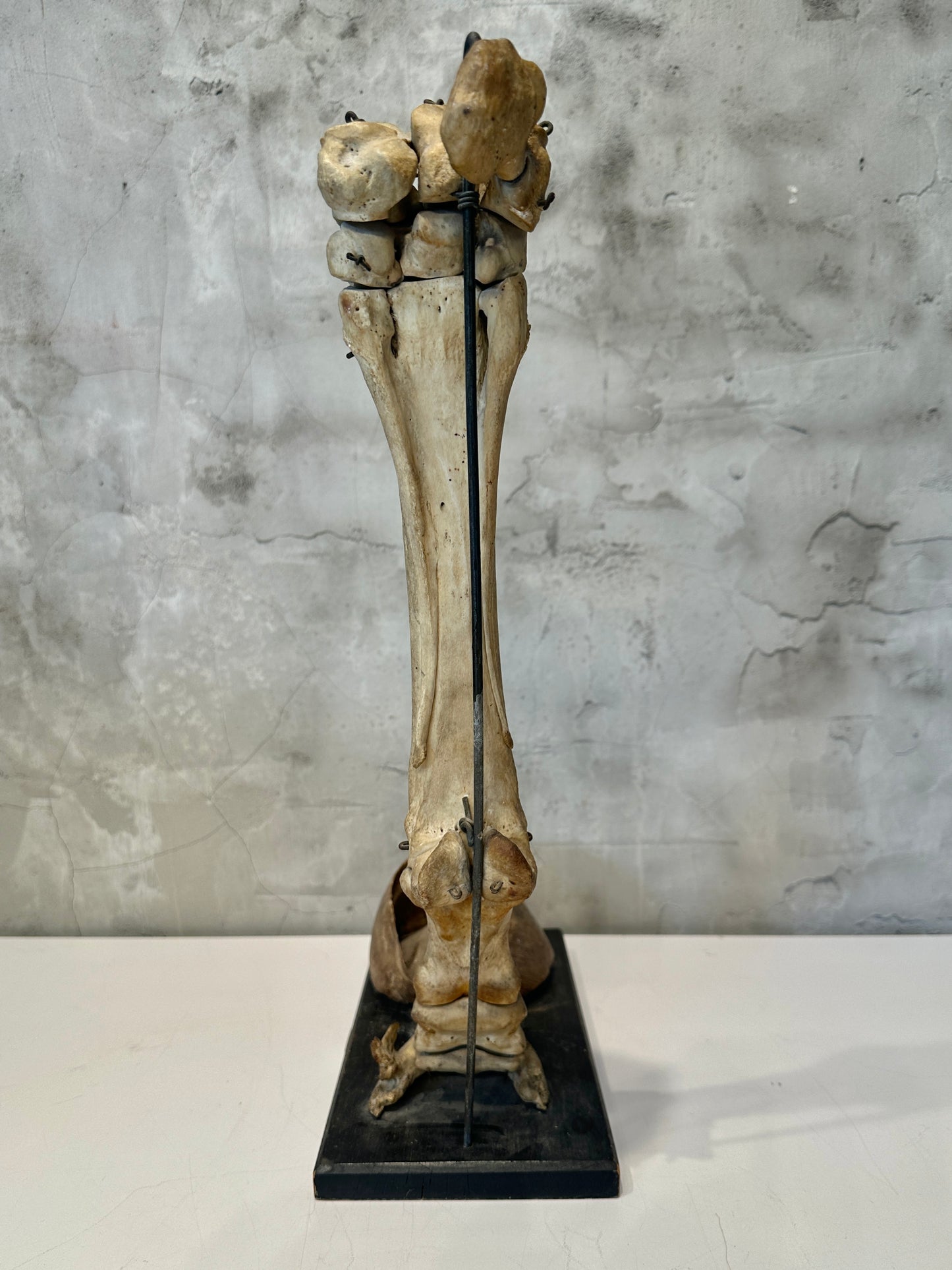 Articulated Educational Horse Leg Model