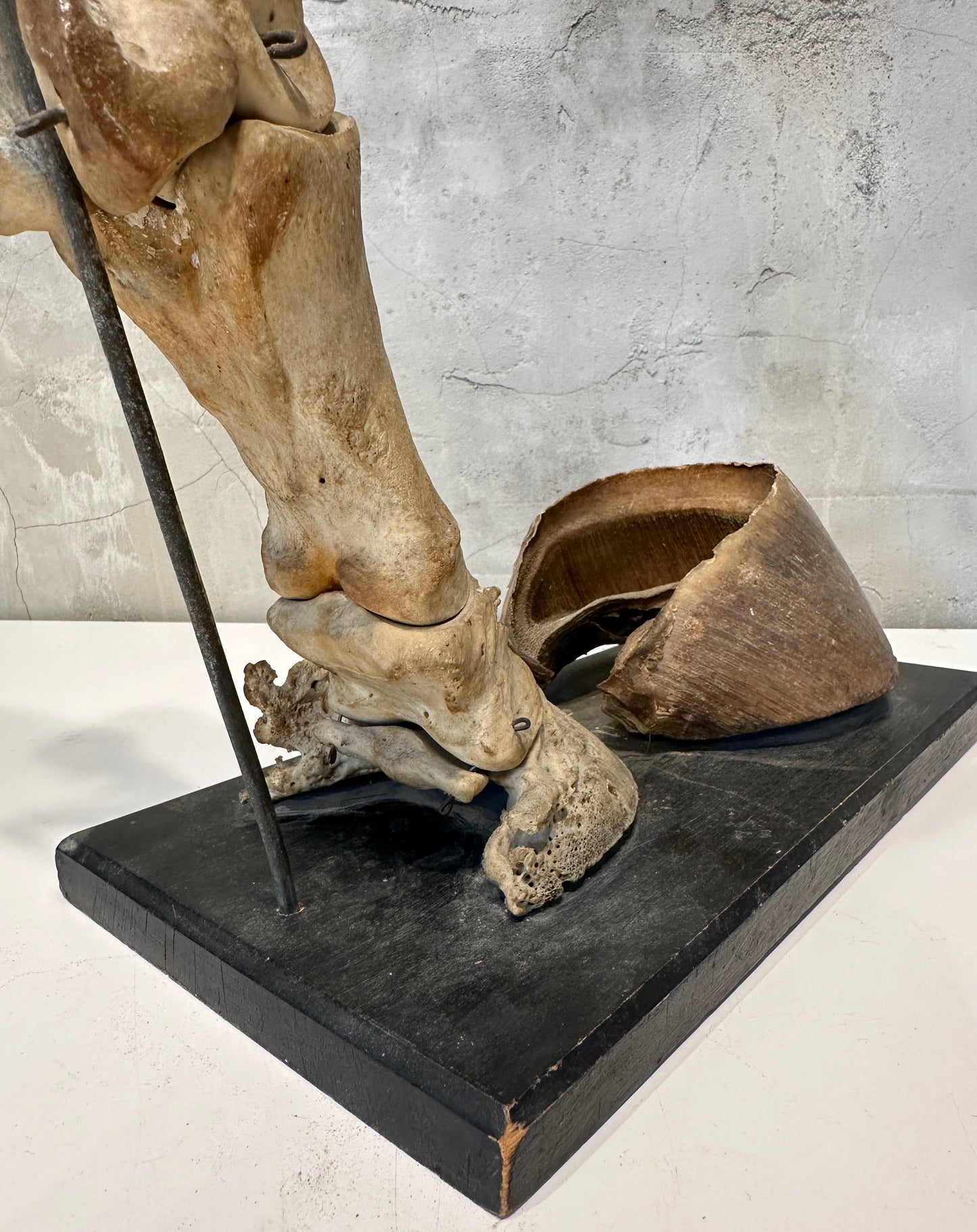 Articulated Educational Horse Leg Model