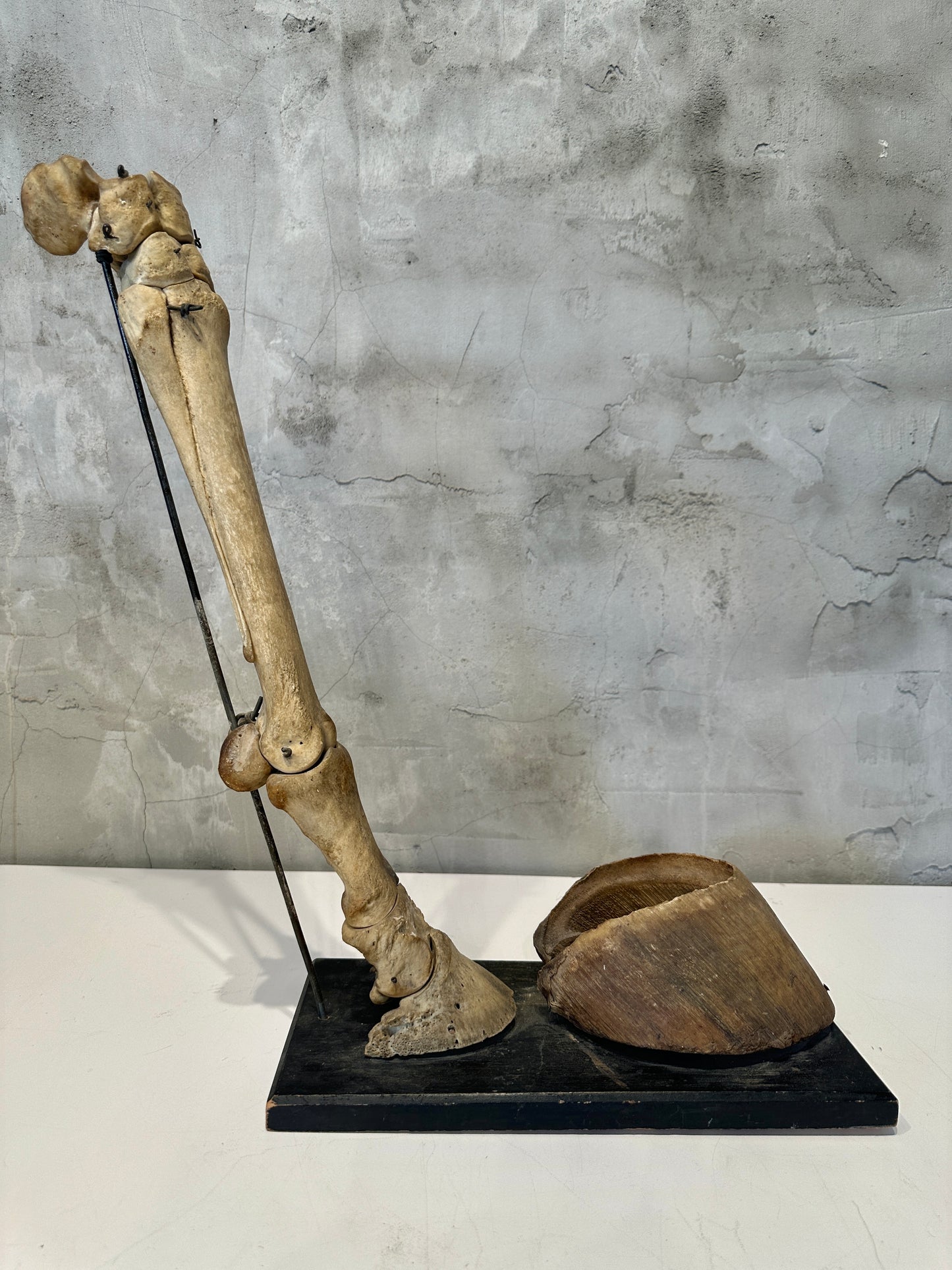 Articulated Educational Horse Leg Model