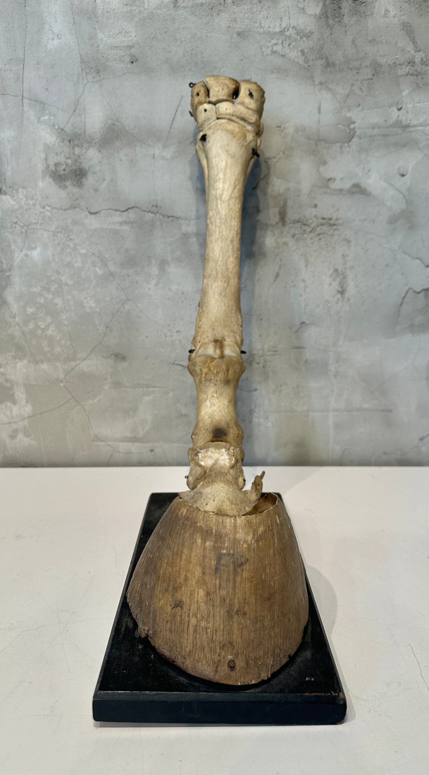 Articulated Educational Horse Leg Model