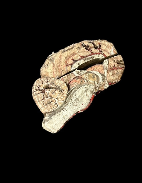Auzoux Dog Brains Model