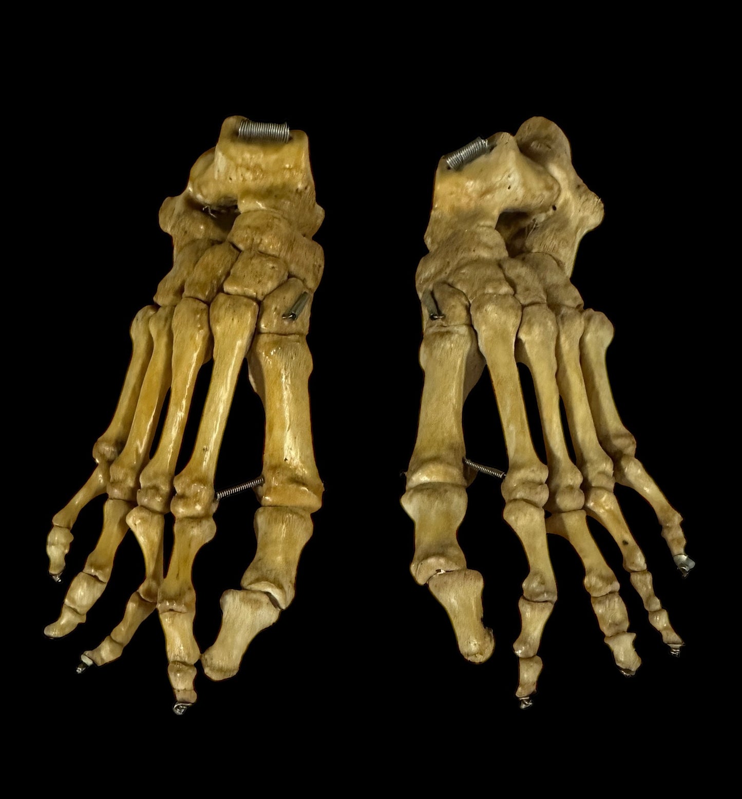Articulated Pair of Real Human Feet