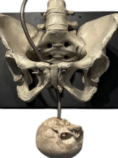 Childbirth Pelvis Skeleton and Fetal Skull Model Demonstrator