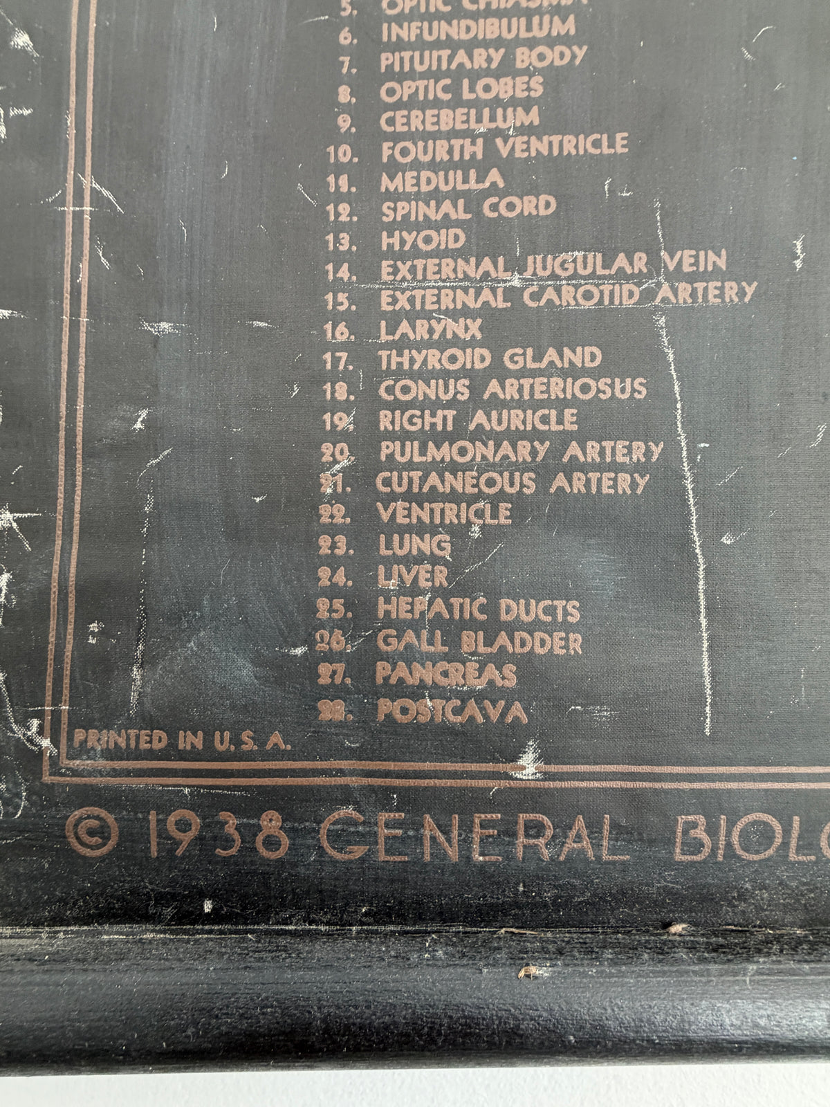 1938 Frog Anatomy + Dissection Chart