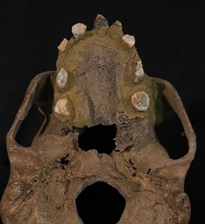 H_A29 Human Carved Skull