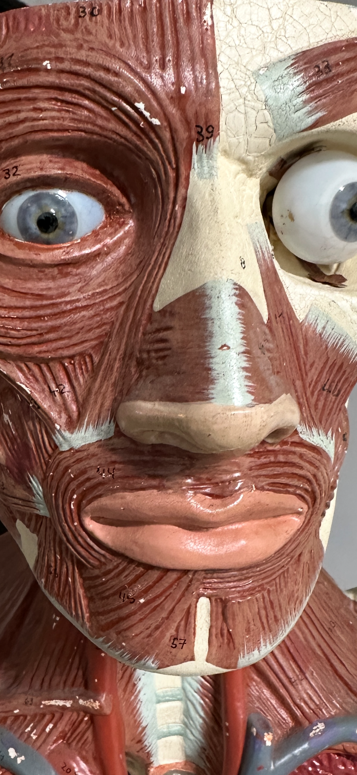 Life Size Anatomical Male Medical Model