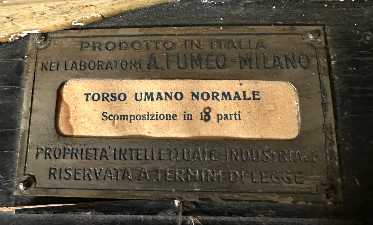 Torso Anatomico Didattico del 1900