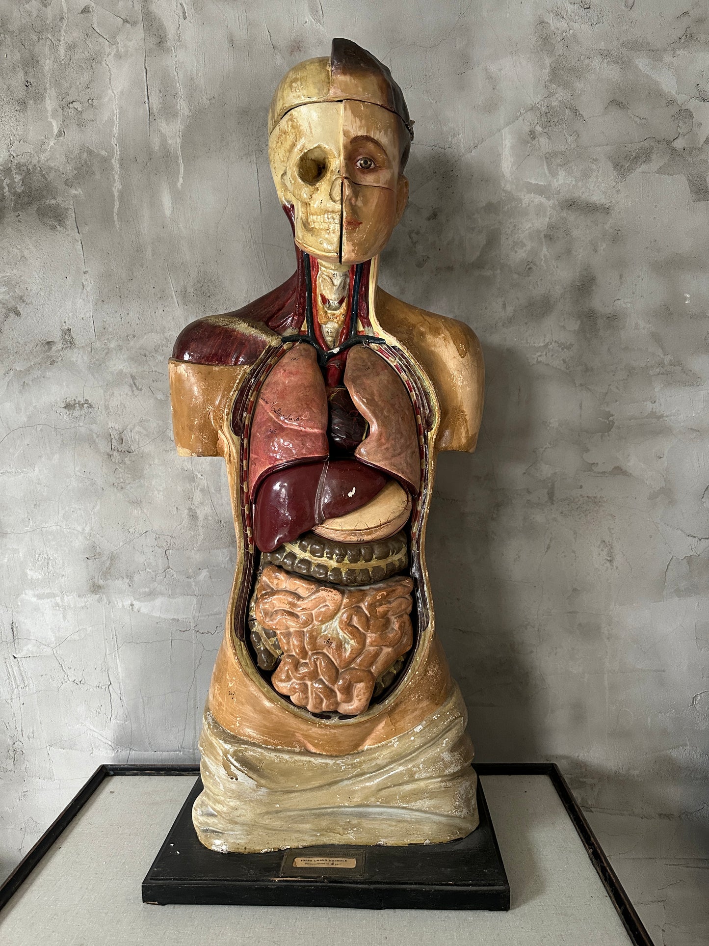 Torso Anatomico Didattico del 1900