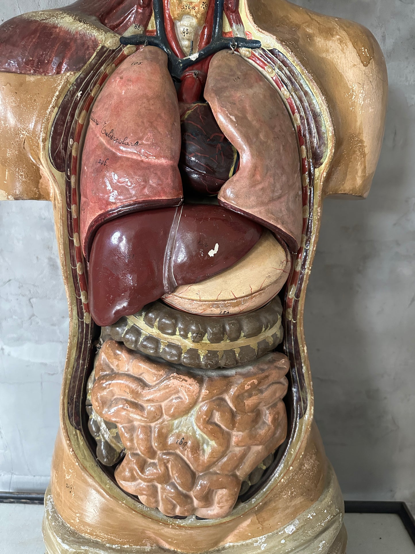 Torso Anatomico Didattico del 1900