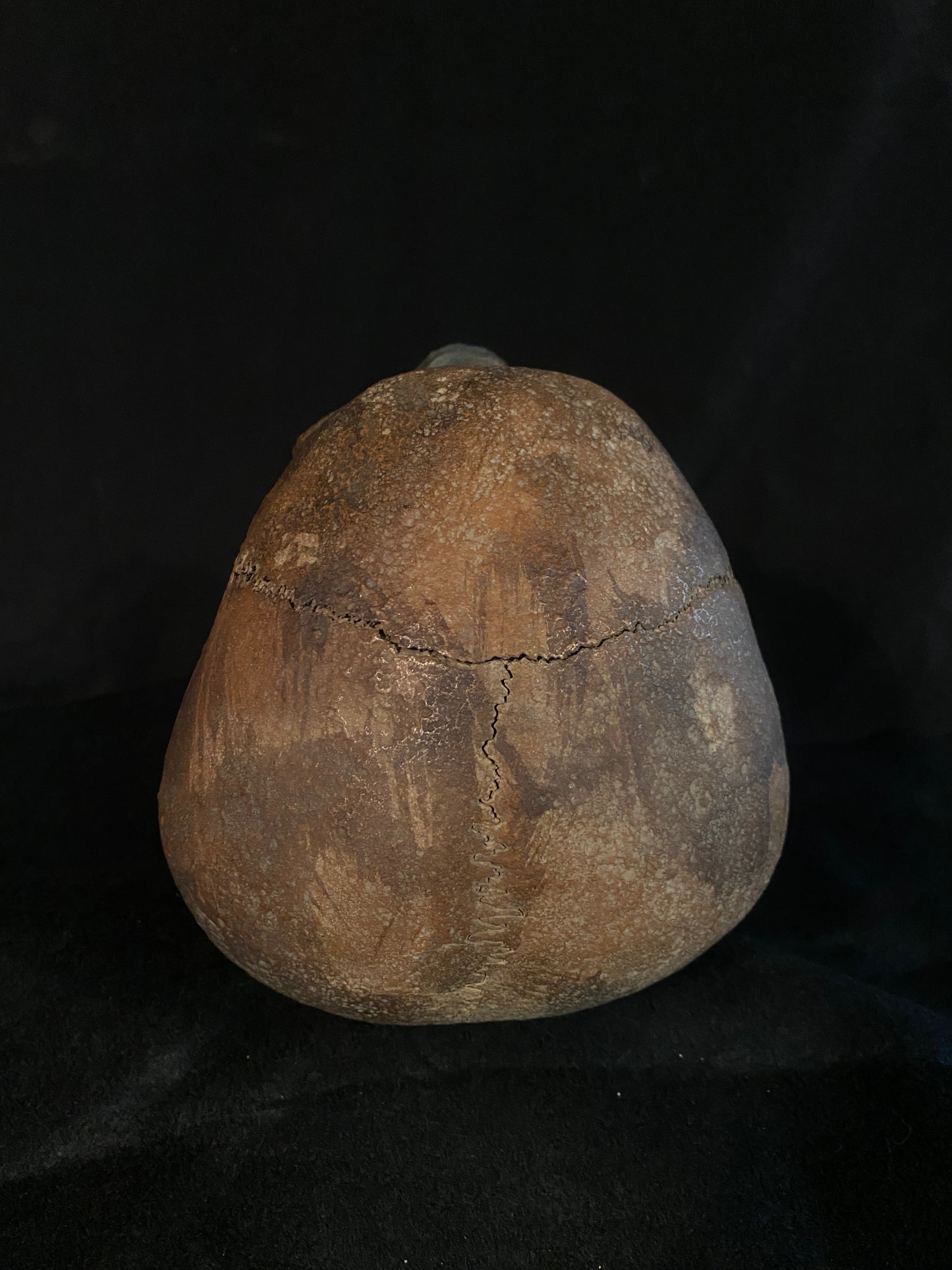 H_A16 Human Skull