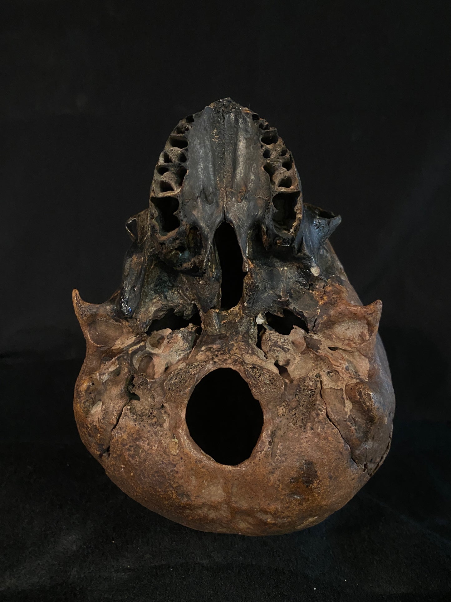 H_A16 Human Skull