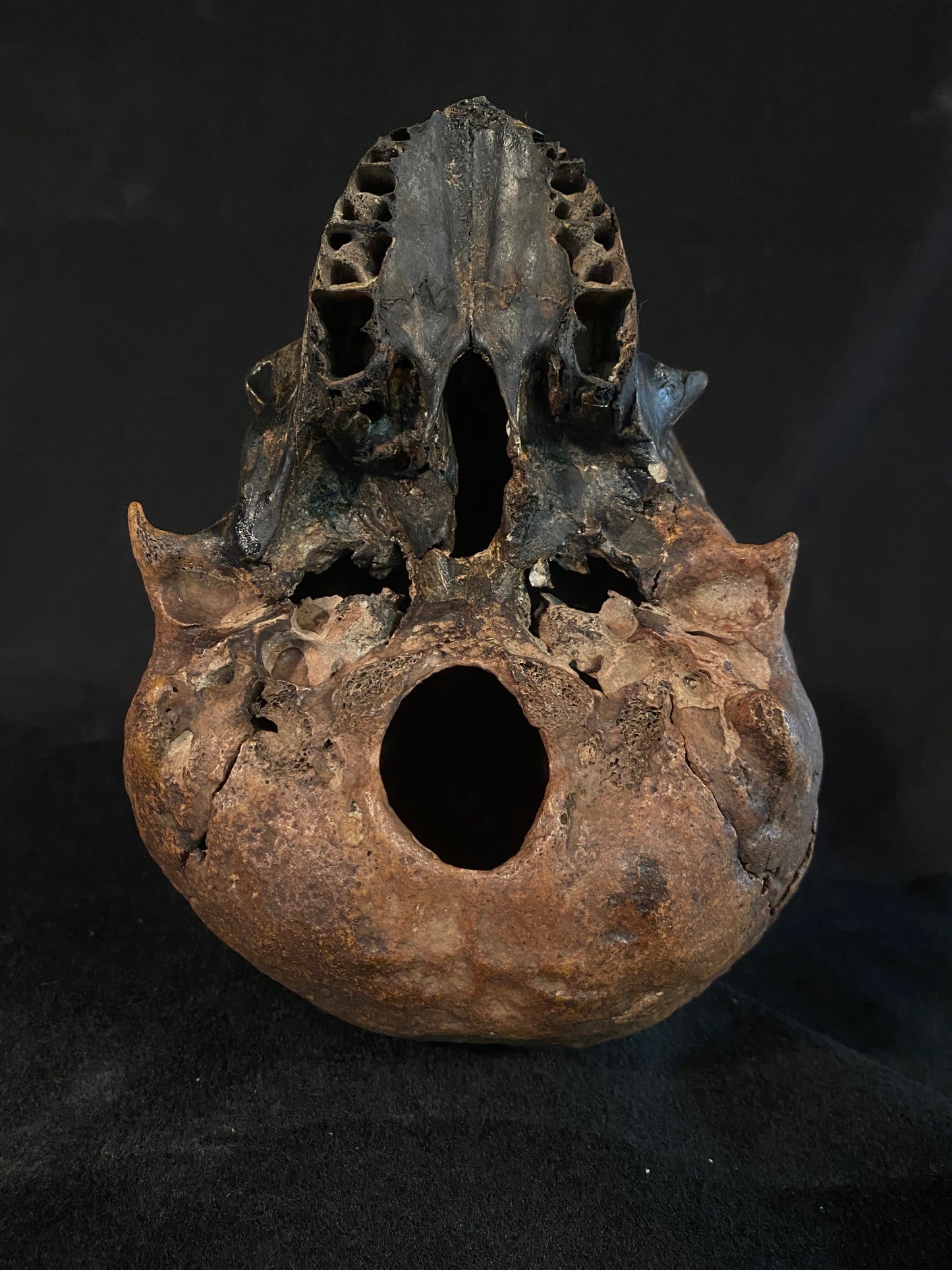 H_A16 Human Skull