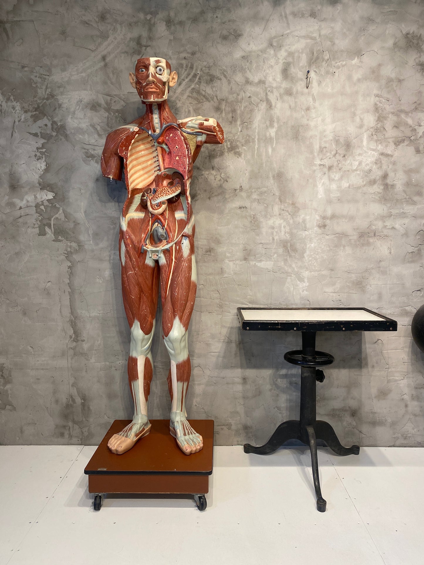Life Size Anatomical Male Medical Model