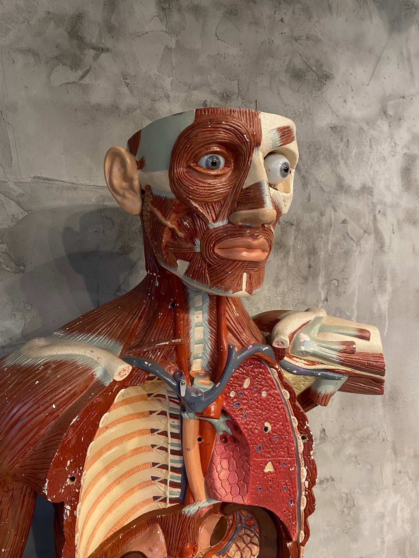 Life Size Anatomical Male Medical Model