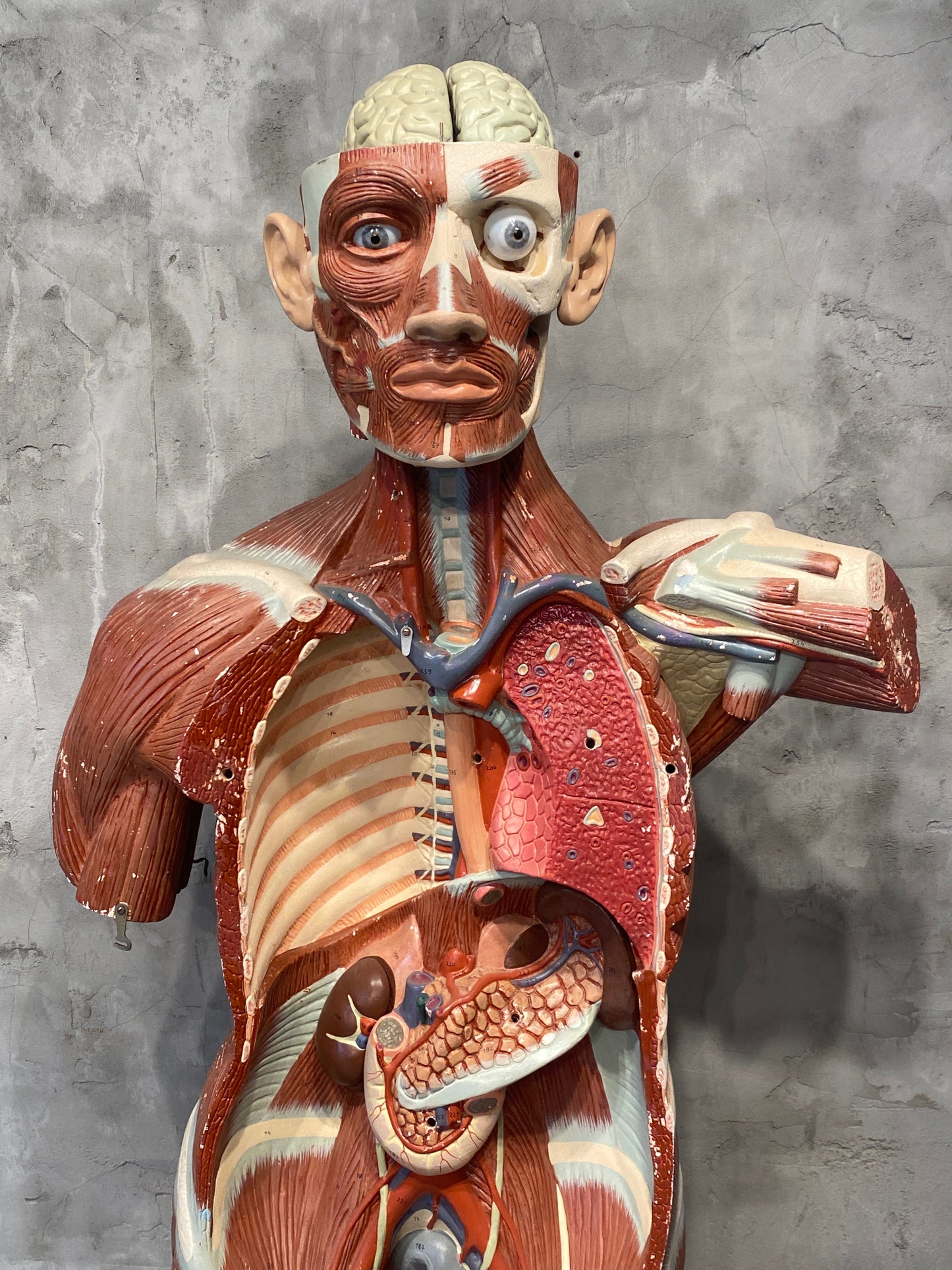 Life Size Anatomical Male Medical Model