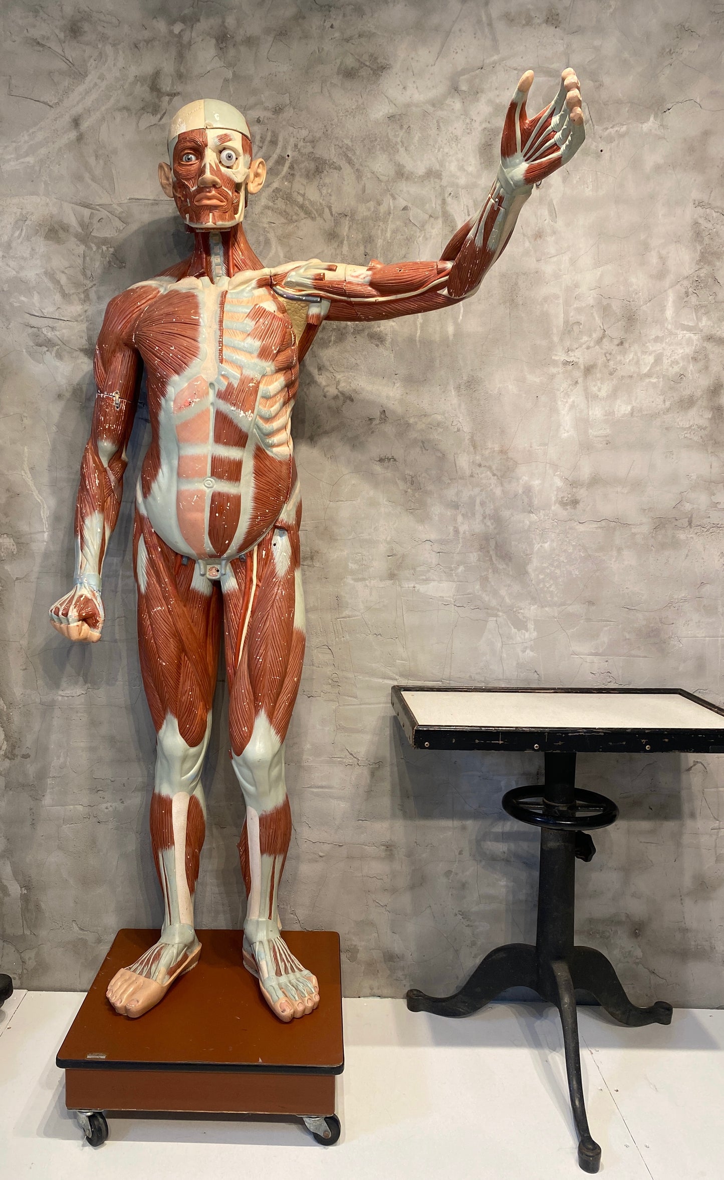 Life Size Anatomical Male Medical Model