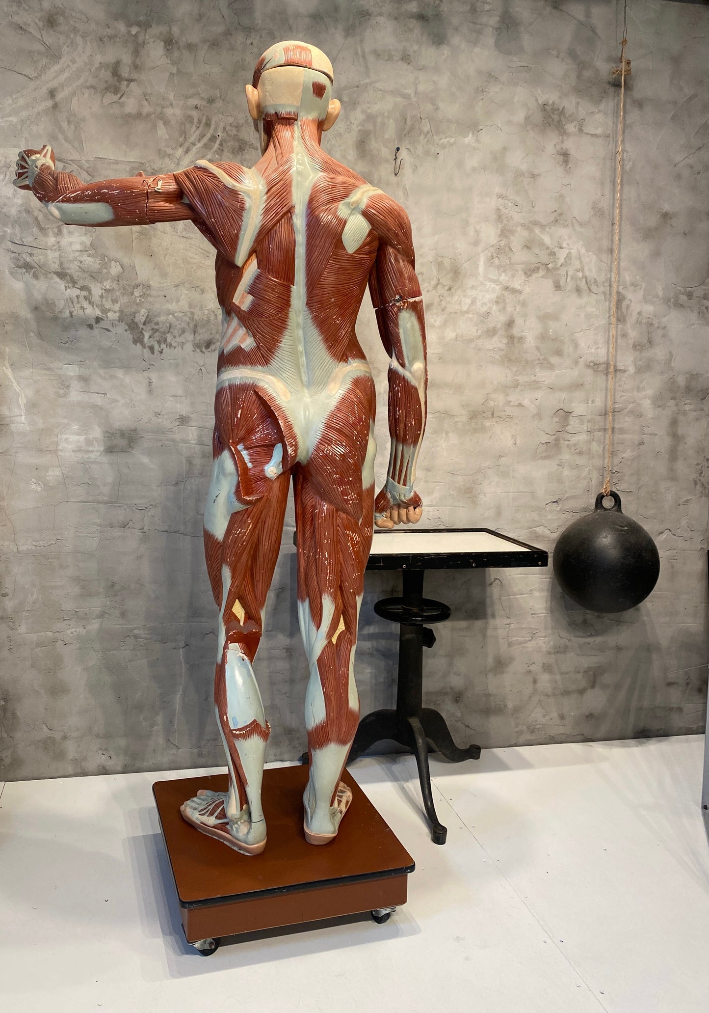 Life Size Anatomical Male Medical Model