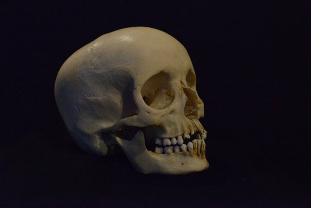 Uncut Skull With Mandible
