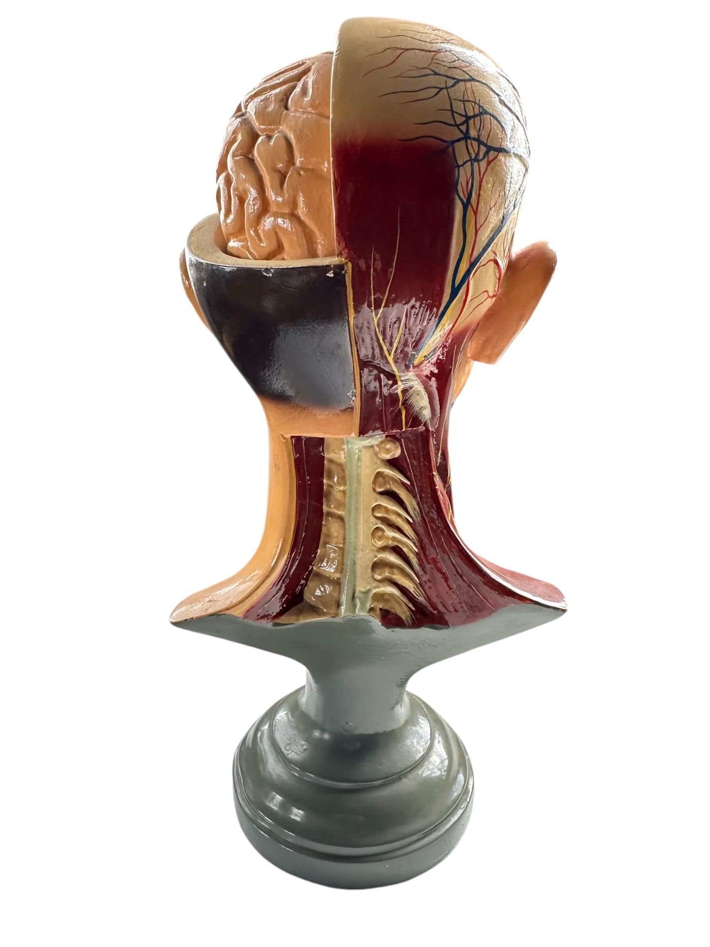 Vintage Anatomical Educational Model: Head