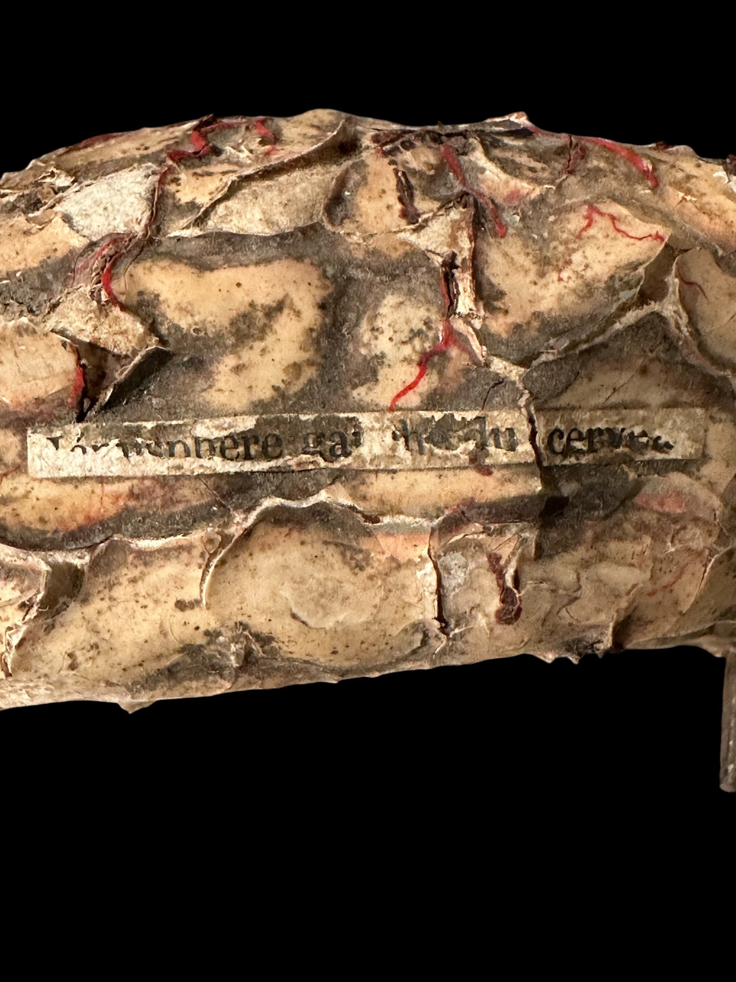 Auzoux Dog Brains Model