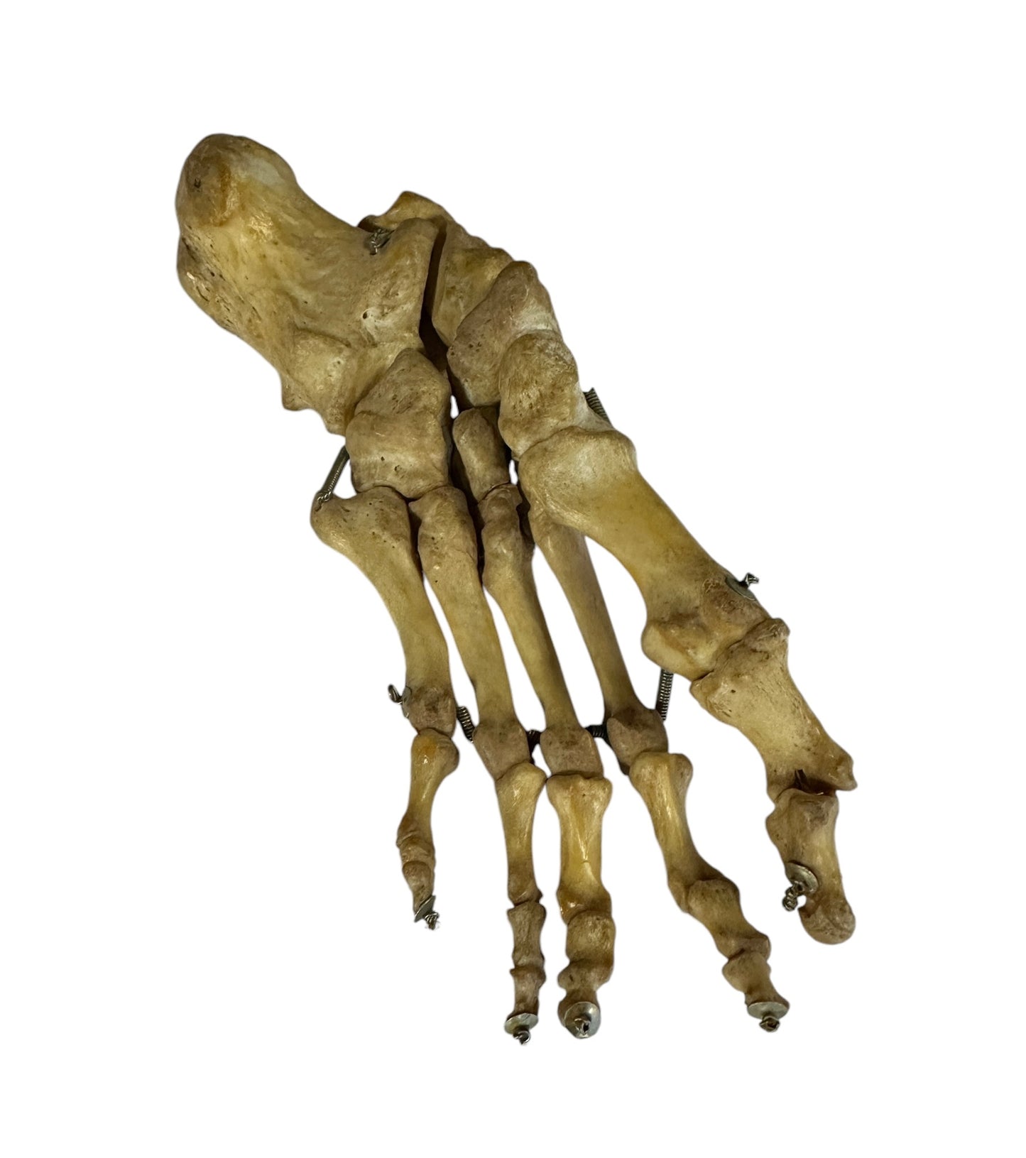 Articulated Pair of Real Human Feet