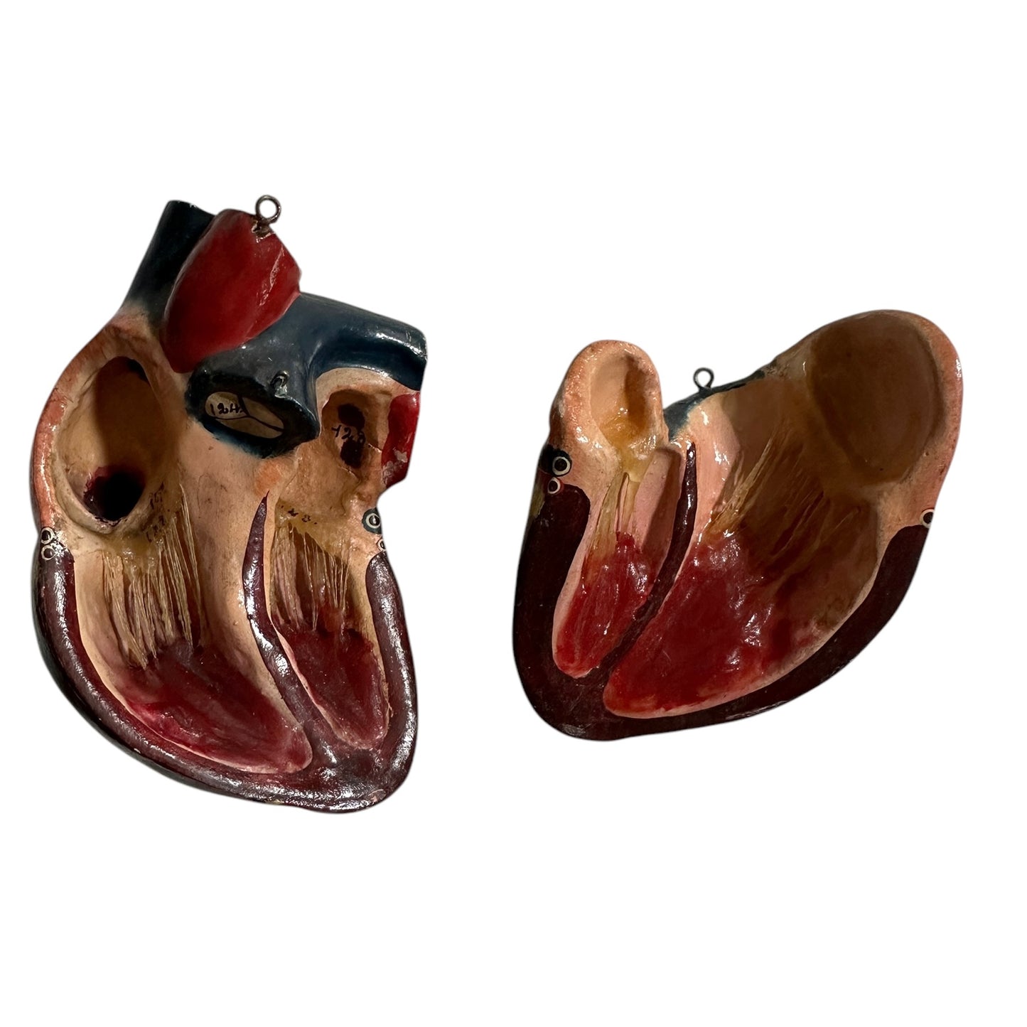 Torso Anatomico Didattico del 1900