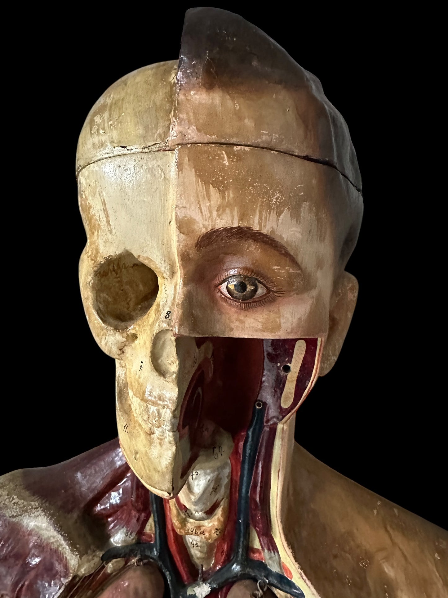 Torso Anatomico Didattico del 1900