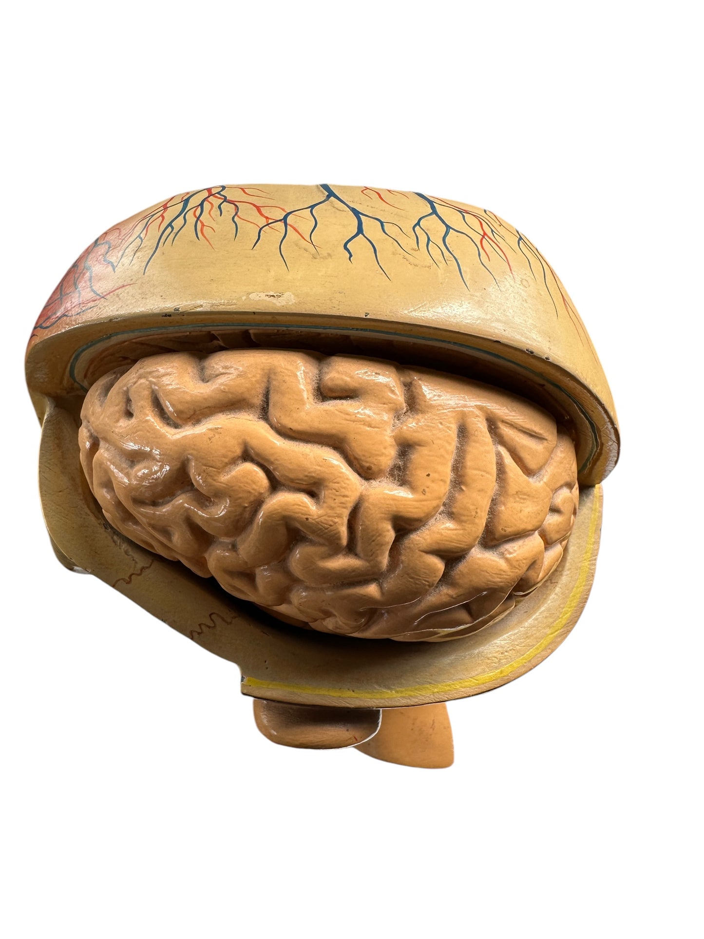 Vintage Anatomical Educational Model: Head