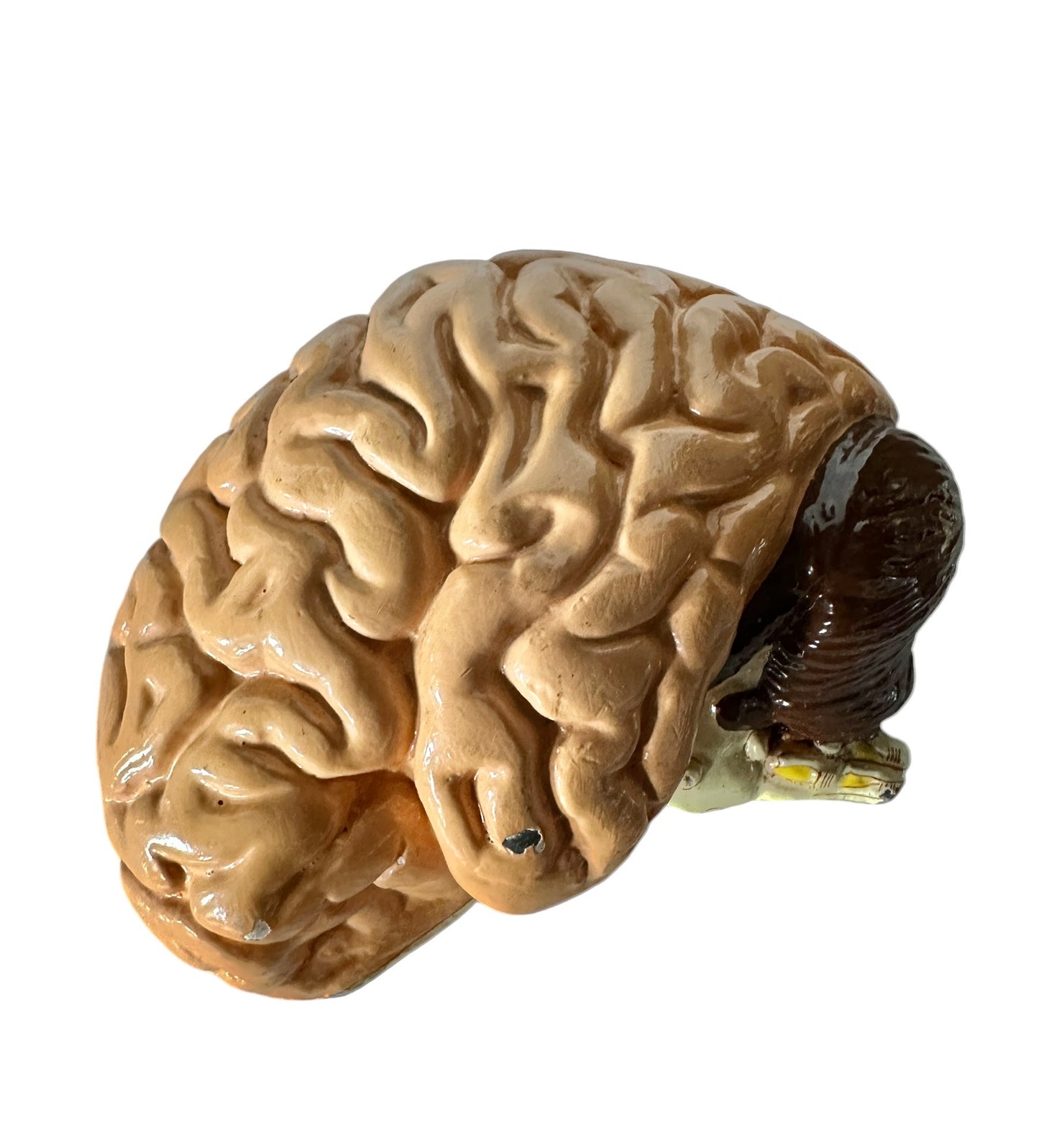 Vintage Anatomical Educational Model: Head