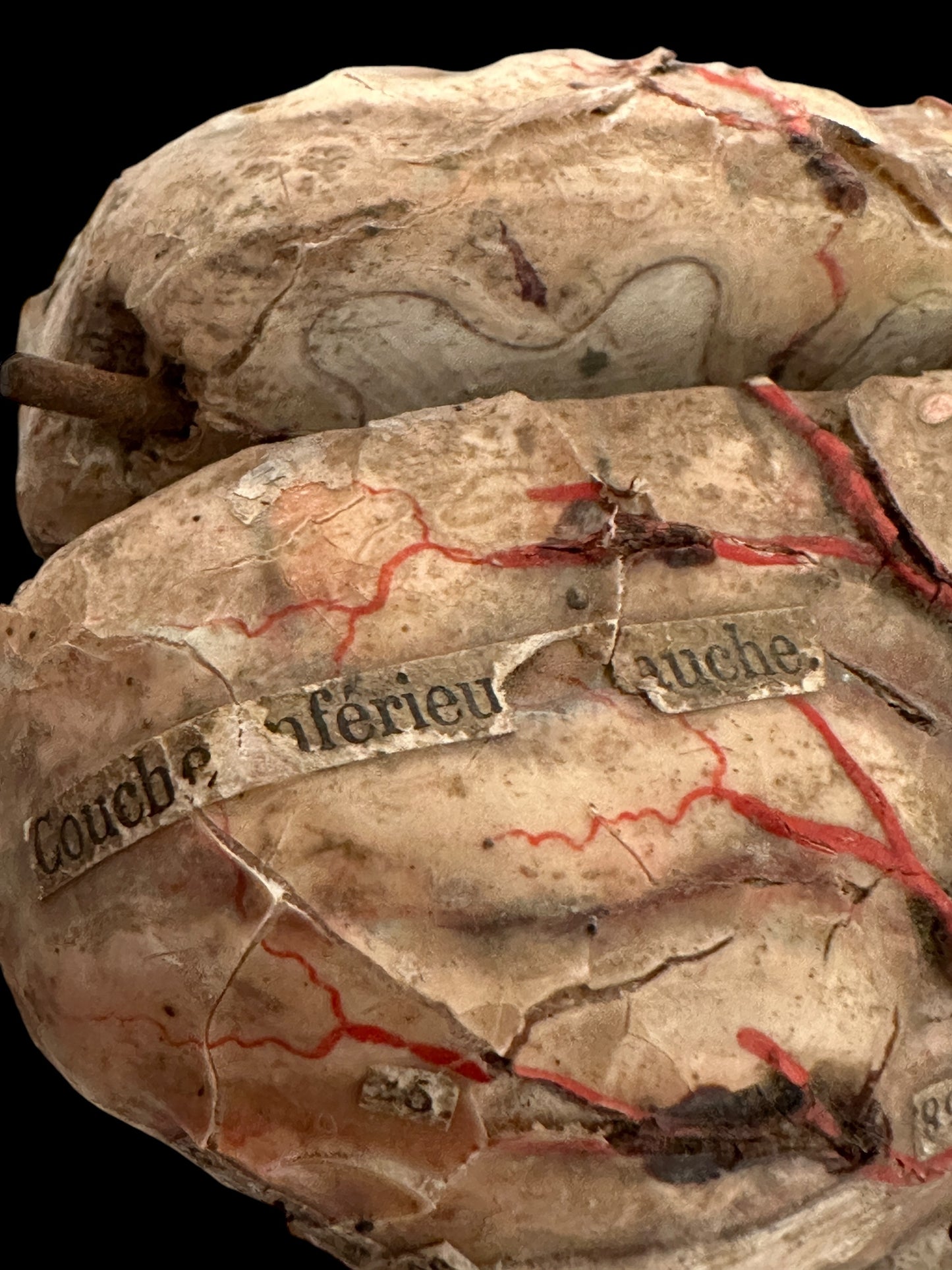 Auzoux Dog Brains Model