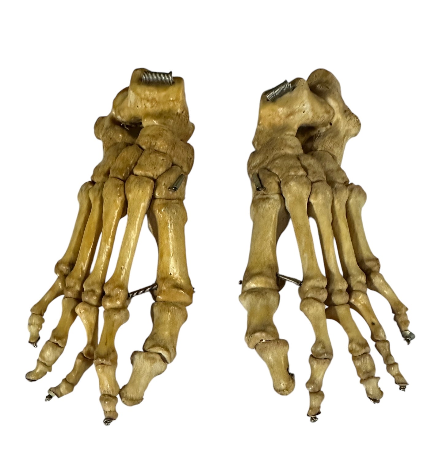 Articulated Pair of Real Human Feet