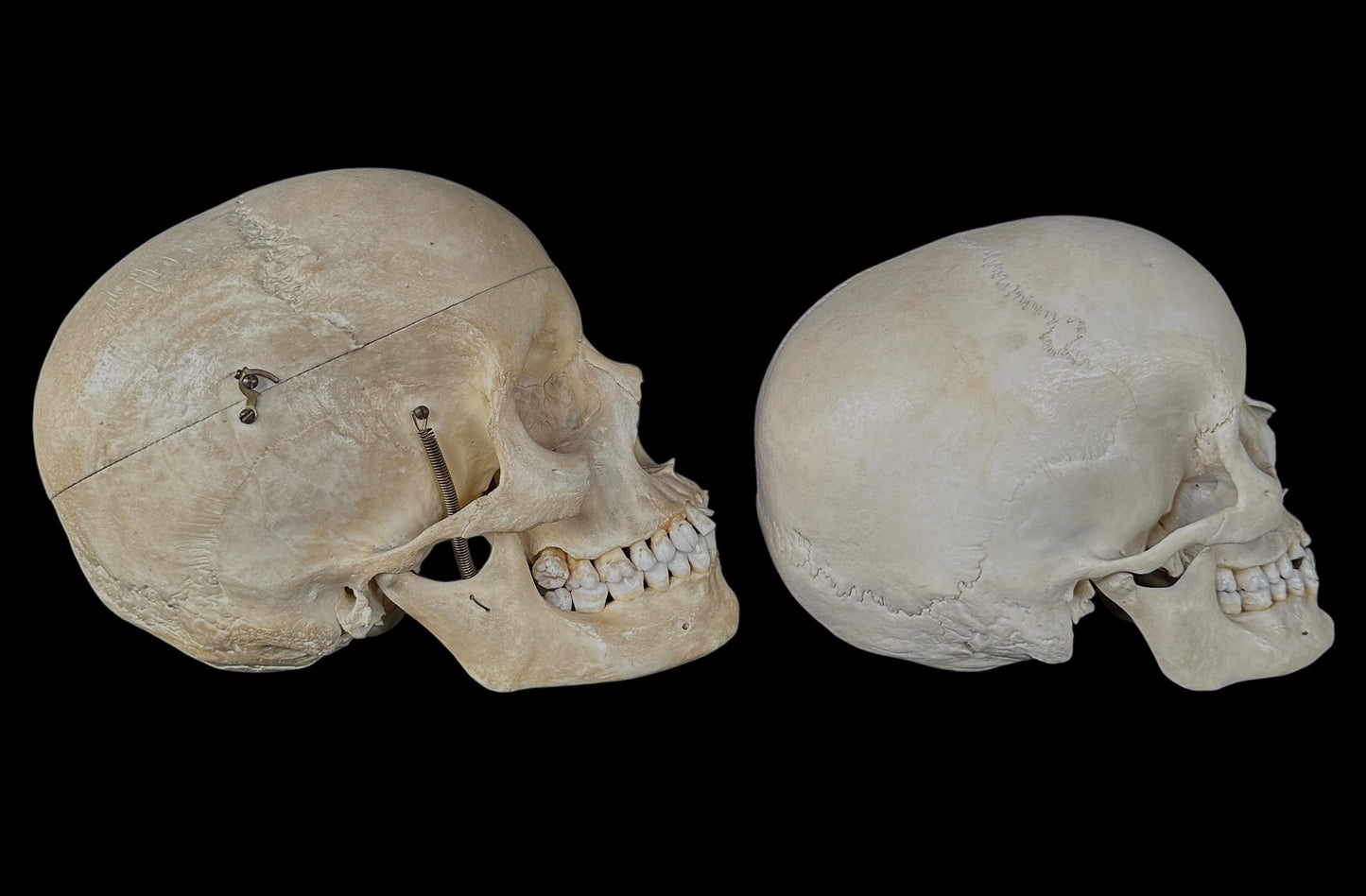 Uncut Skull With Mandible