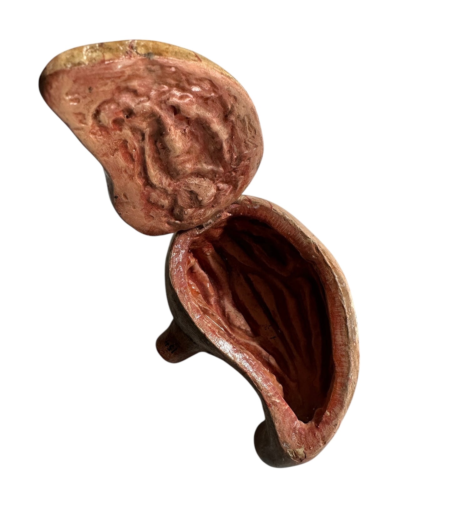 Torso Anatomico Didattico del 1900
